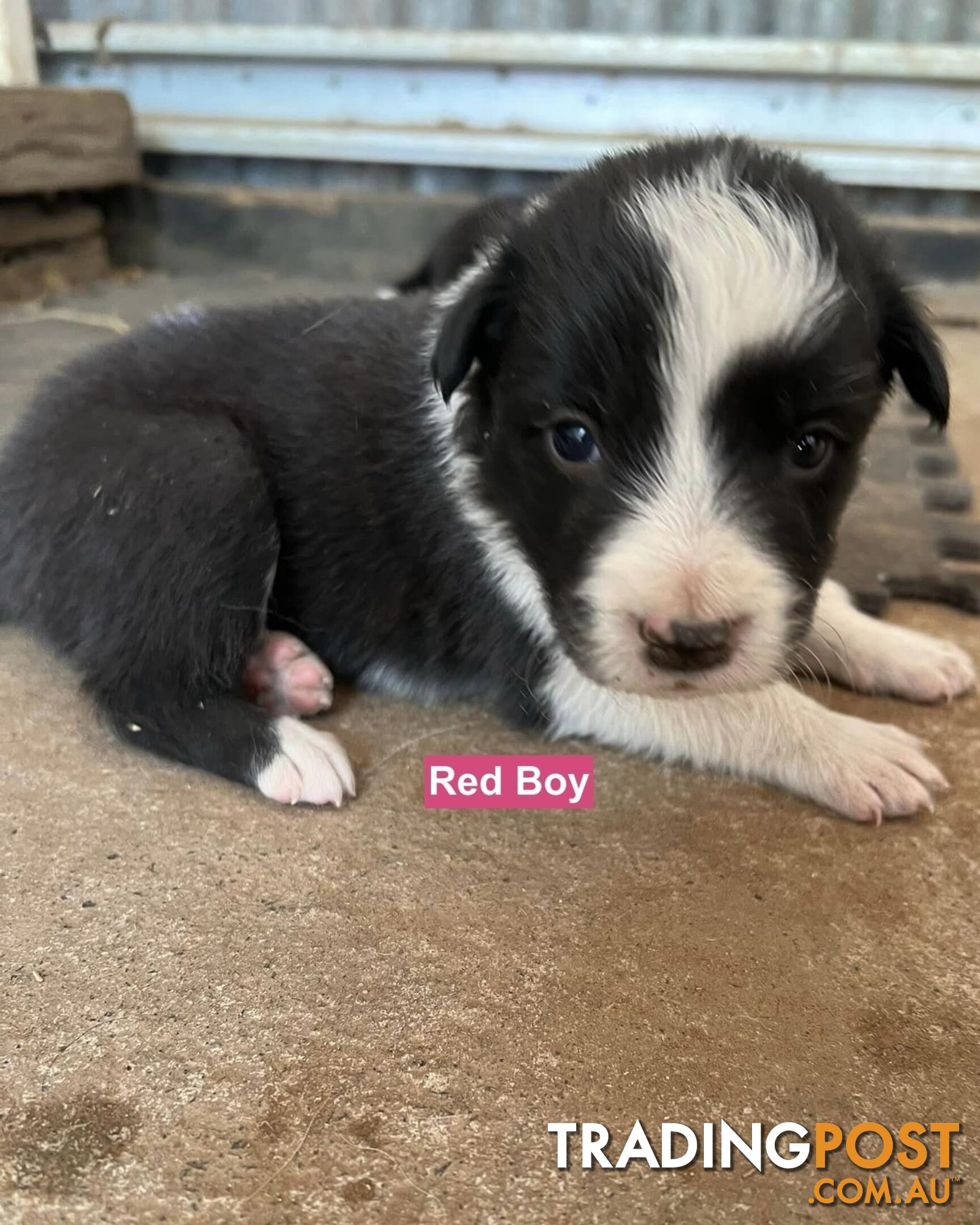 Border Collie puppies