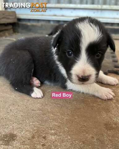 Border Collie puppies