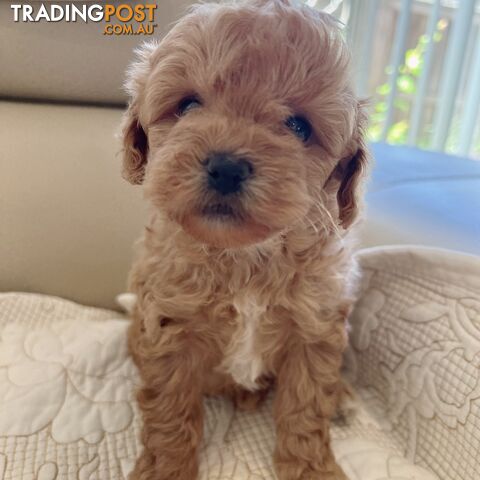 Tiny Toy poodle x Maltese (designed puppy)