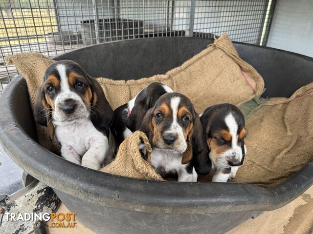 6 Pure Bred Basset Hound Female Pups