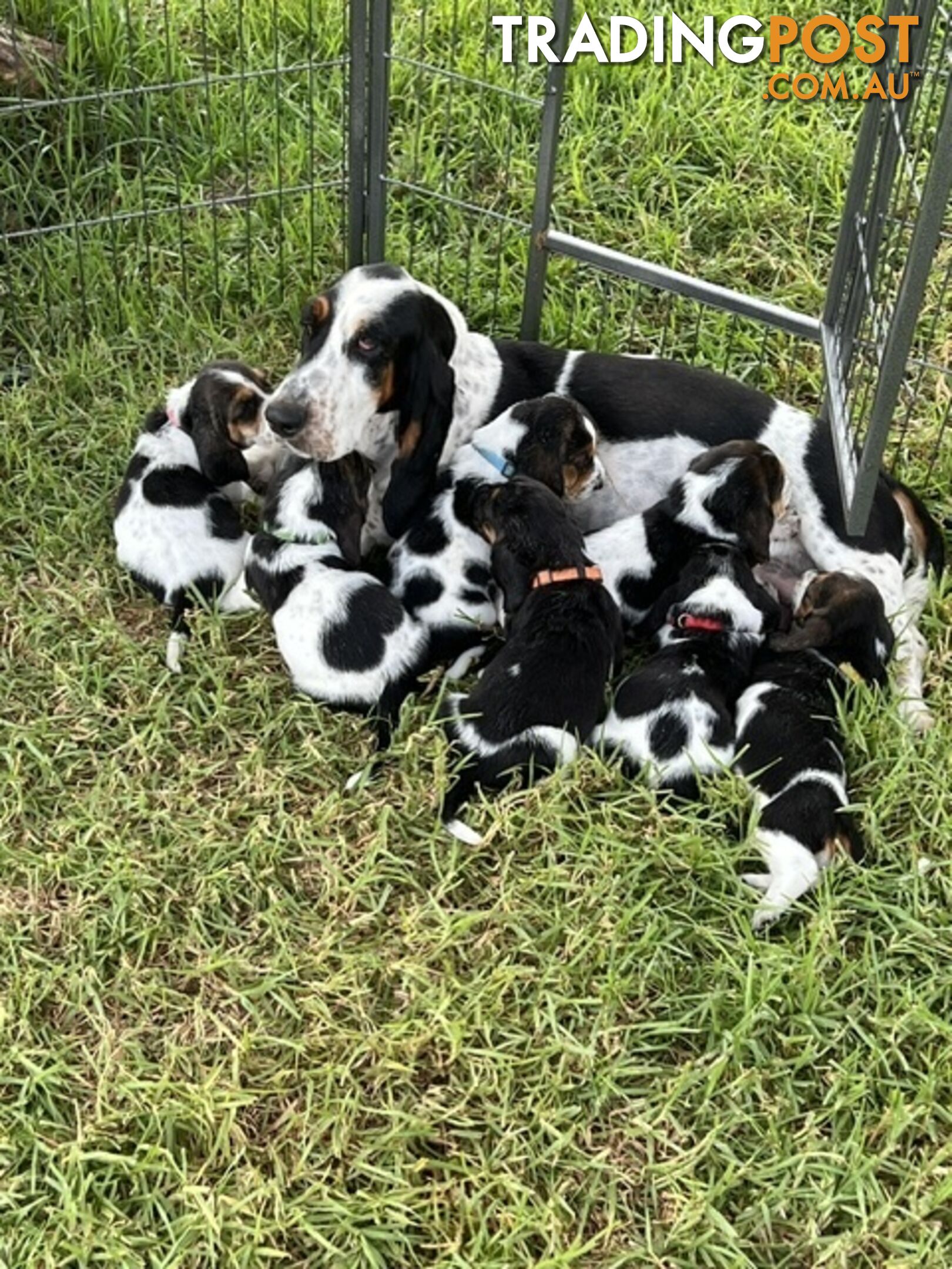 6 Pure Bred Basset Hound Female Pups