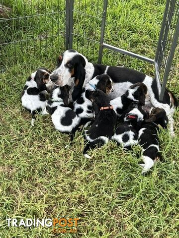 6 Pure Bred Basset Hound Female Pups