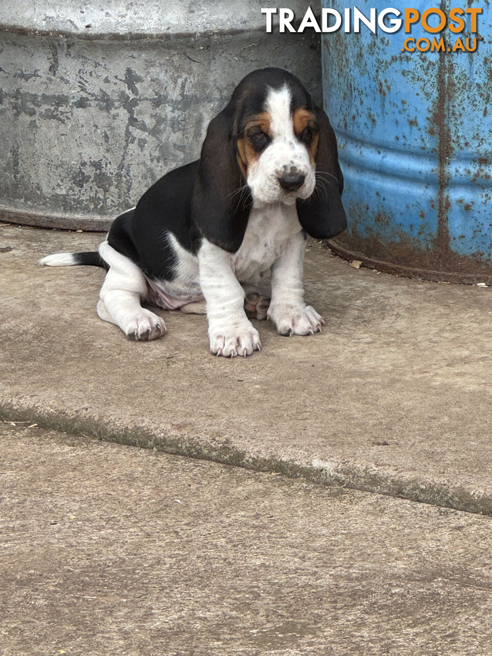 6 Pure Bred Basset Hound Female Pups