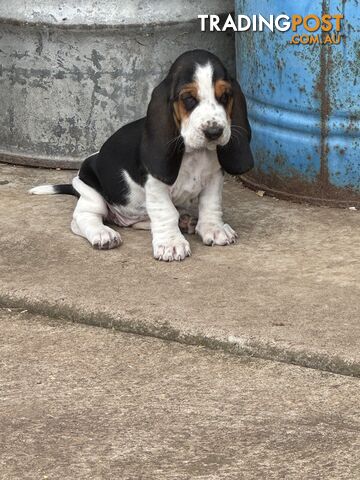 6 Pure Bred Basset Hound Female Pups