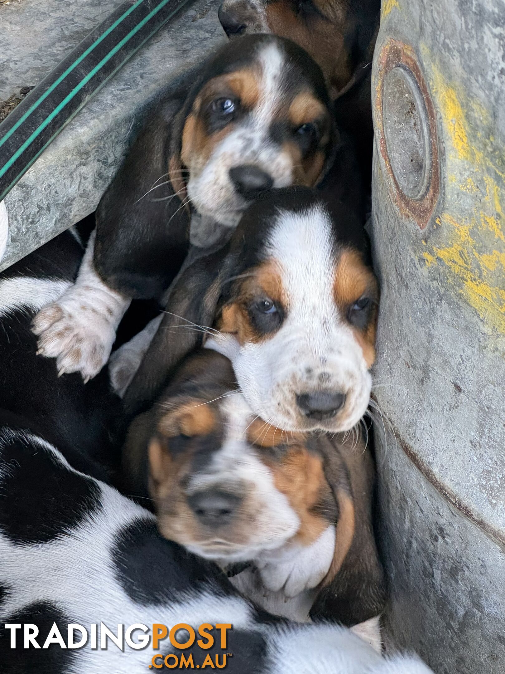 6 Pure Bred Basset Hound Female Pups