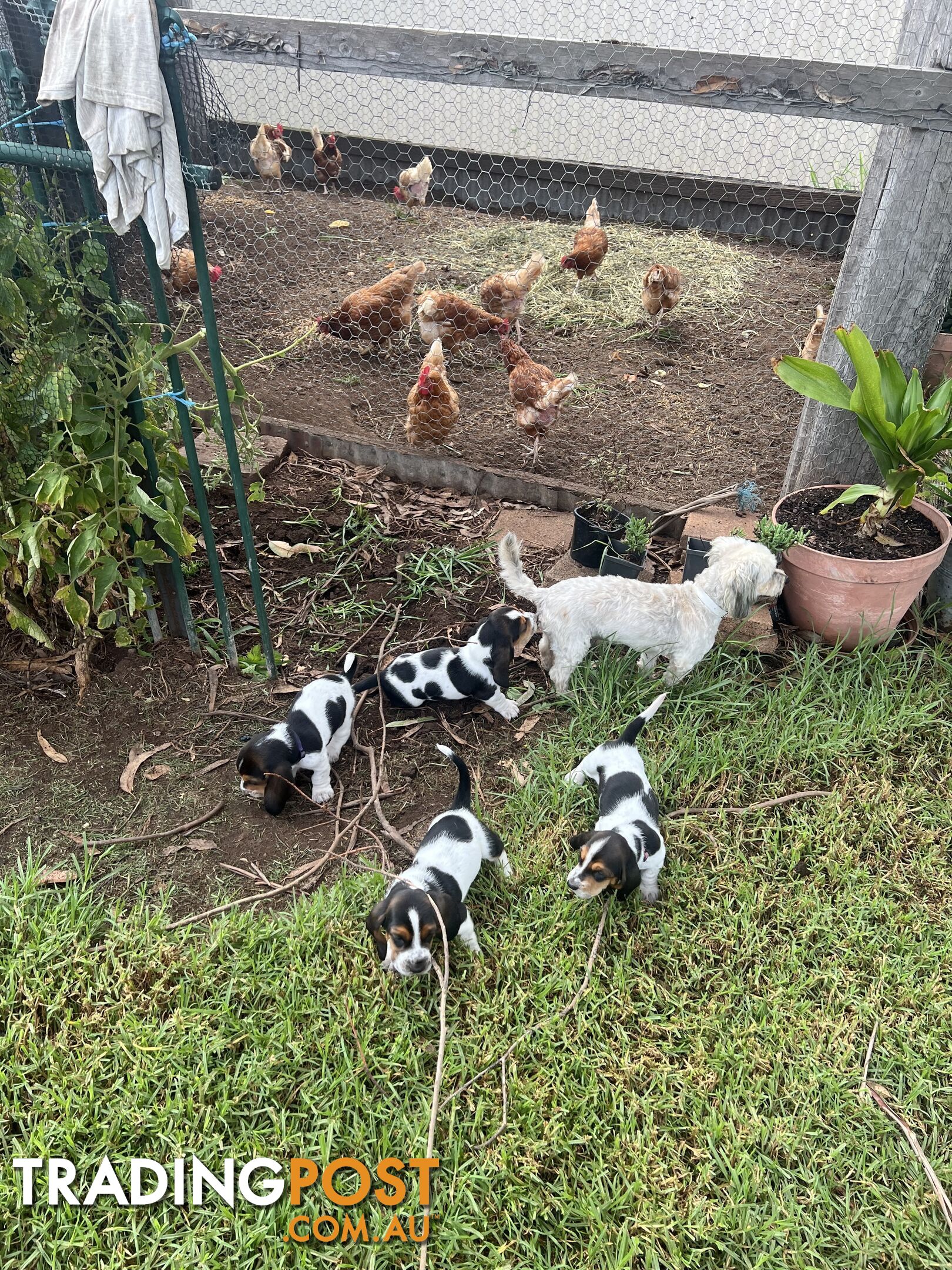 6 Pure Bred Basset Hound Female Pups