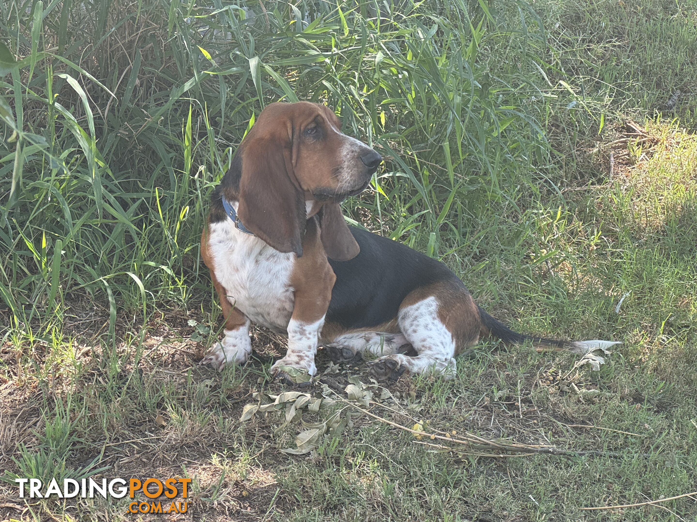 6 Pure Bred Basset Hound Female Pups