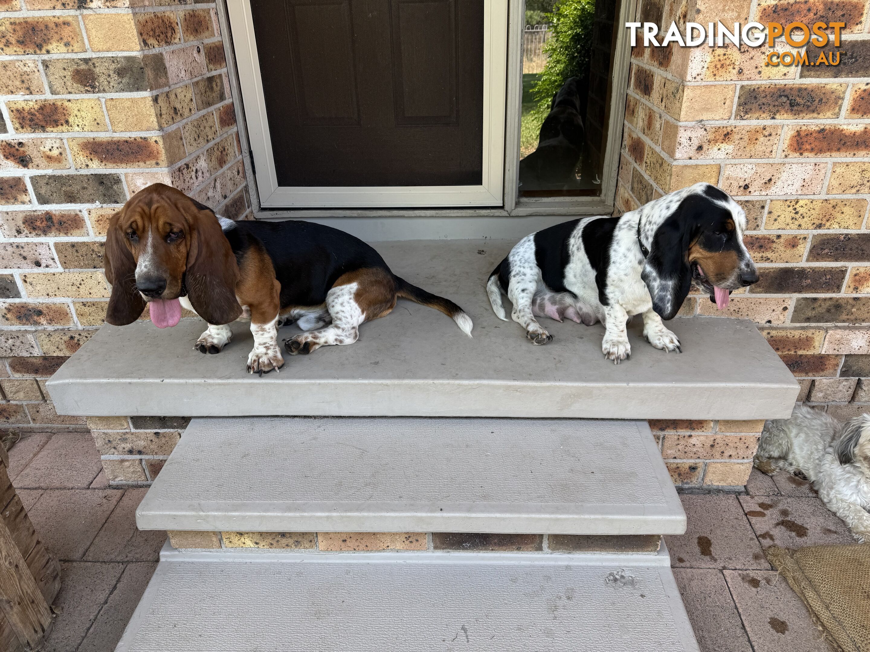 6 Pure Bred Basset Hound Female Pups