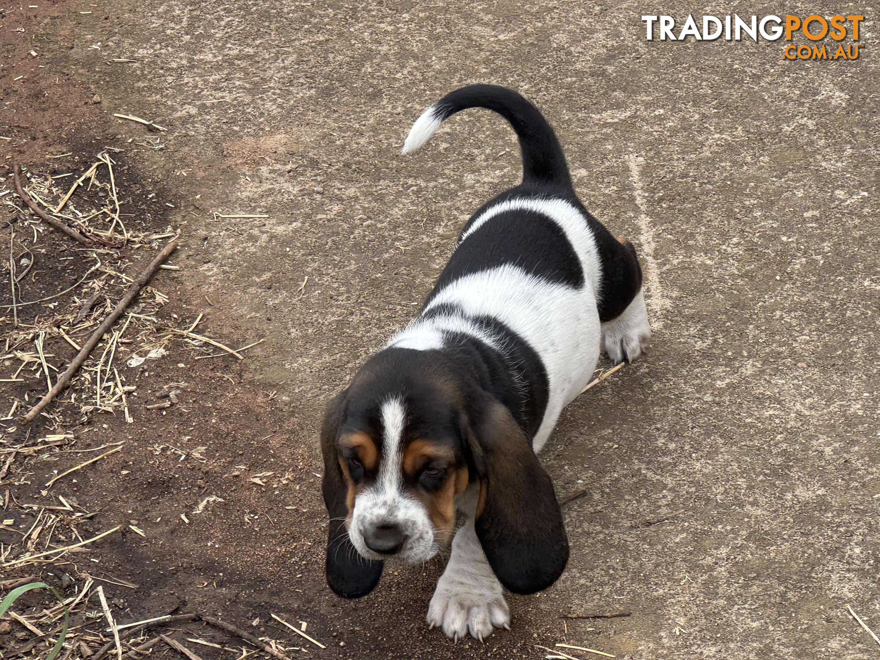 6 Pure Bred Basset Hound Female Pups