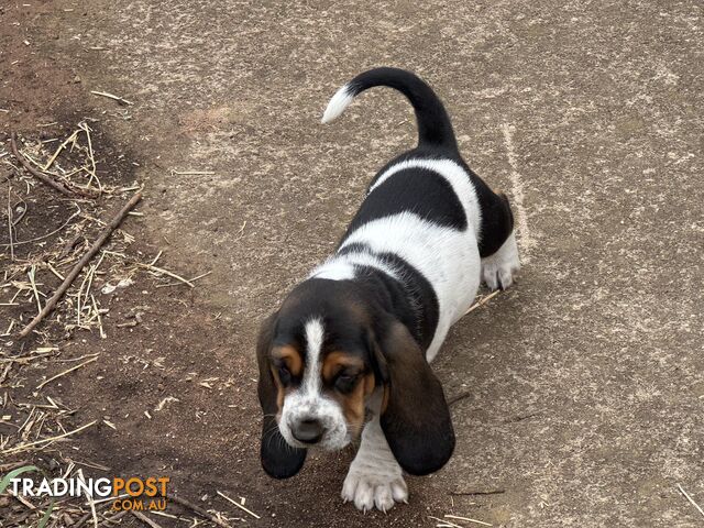 6 Pure Bred Basset Hound Female Pups