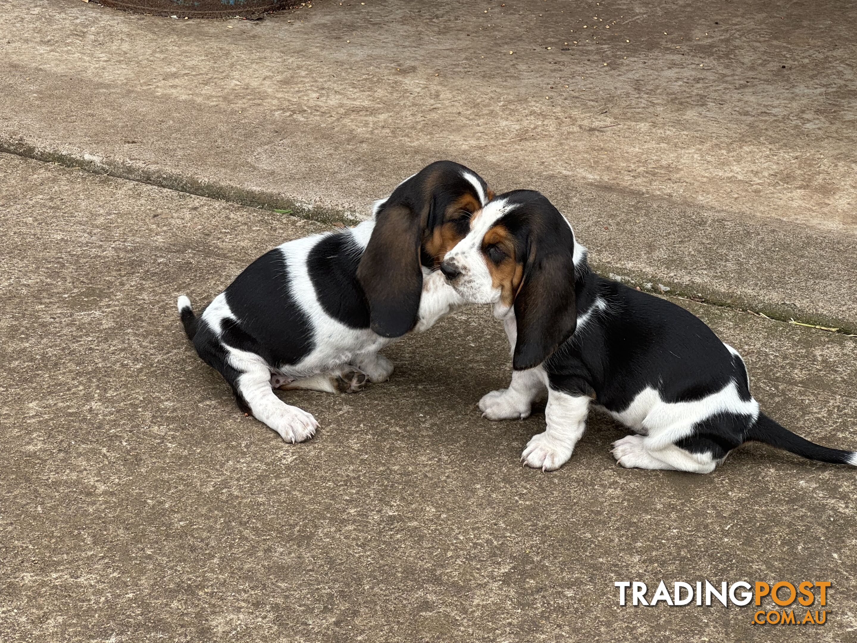 6 Pure Bred Basset Hound Female Pups