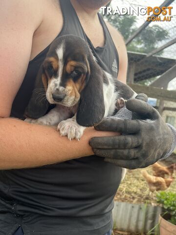 6 Pure Bred Basset Hound Female Pups