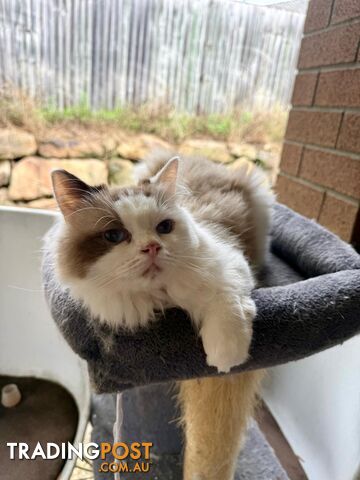 ADULT RAGDOLL CATS - Super affectionate