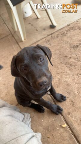 Cane Corso X American Pitbull