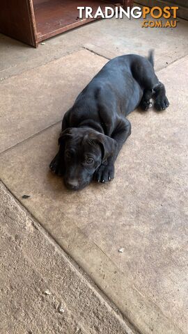 Cane Corso X American Pitbull