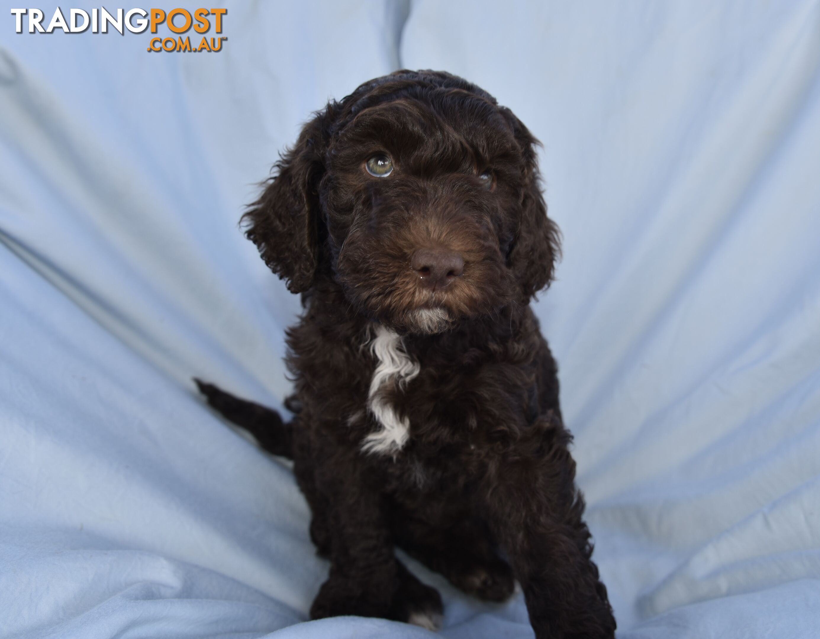 Adorble multi generation Labradoodle puppies