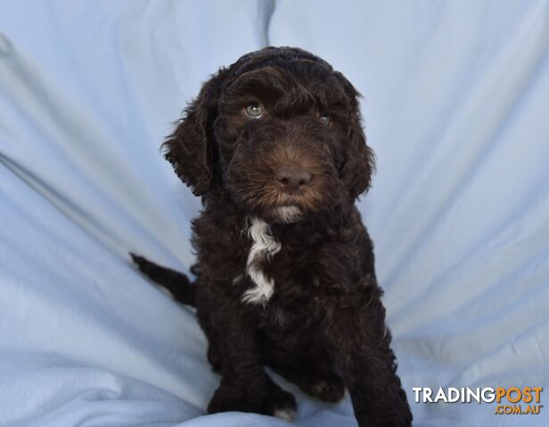 Adorble multi generation Labradoodle puppies