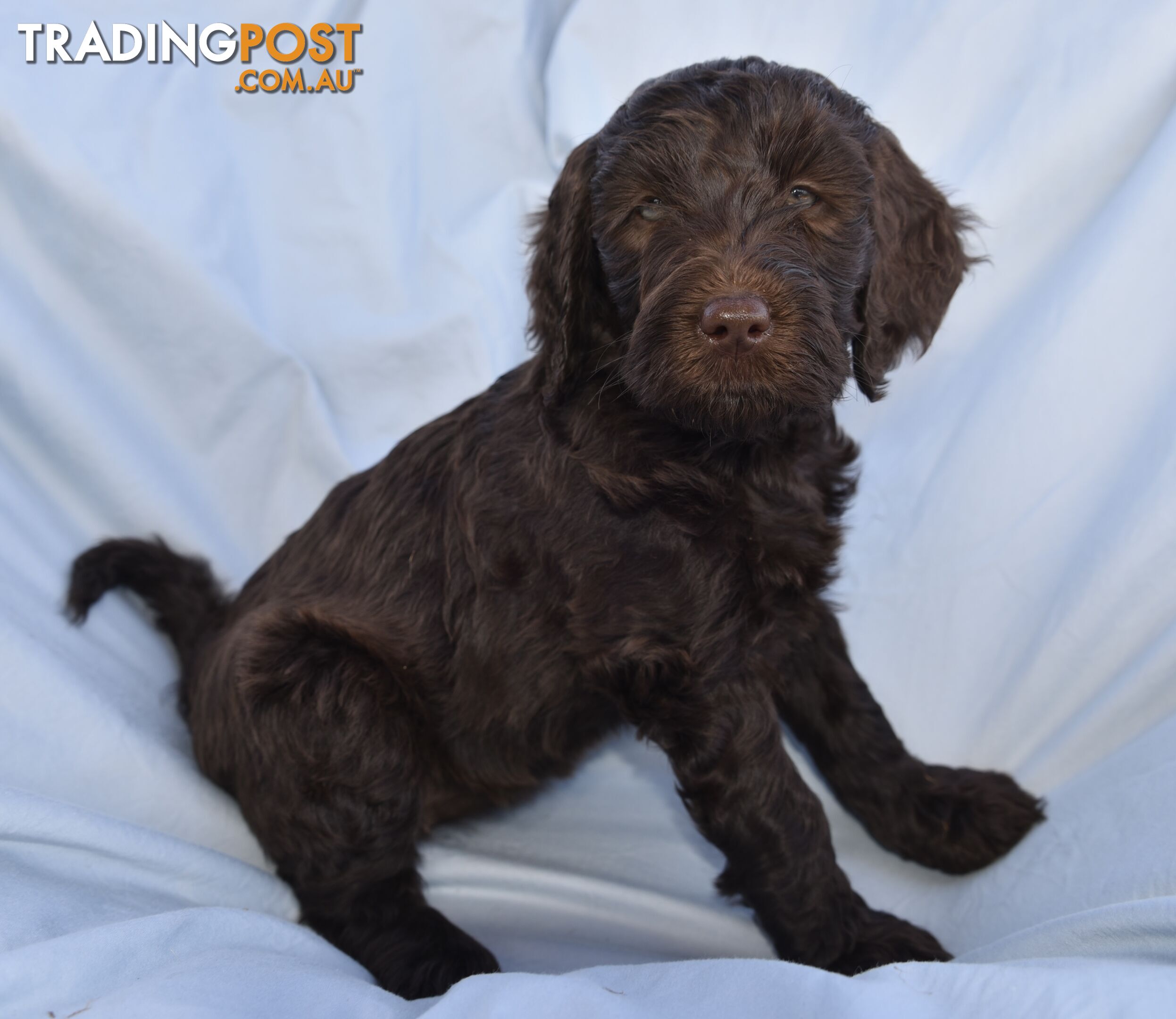 Adorble multi generation Labradoodle puppies