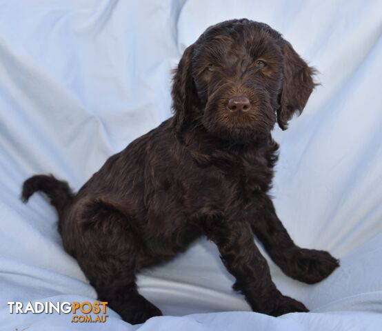 Adorble multi generation Labradoodle puppies