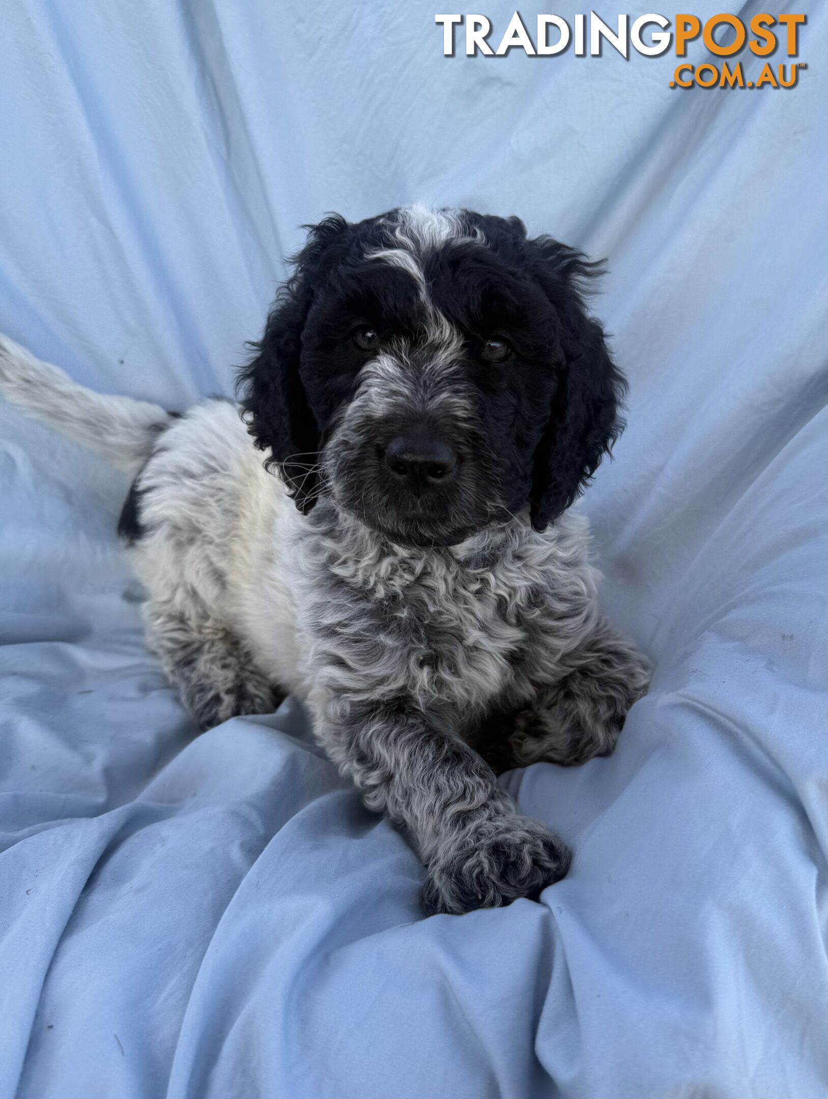 Adorble multi generation Labradoodle puppies