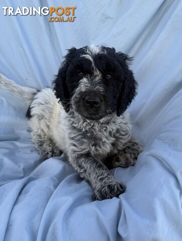 Adorble multi generation Labradoodle puppies