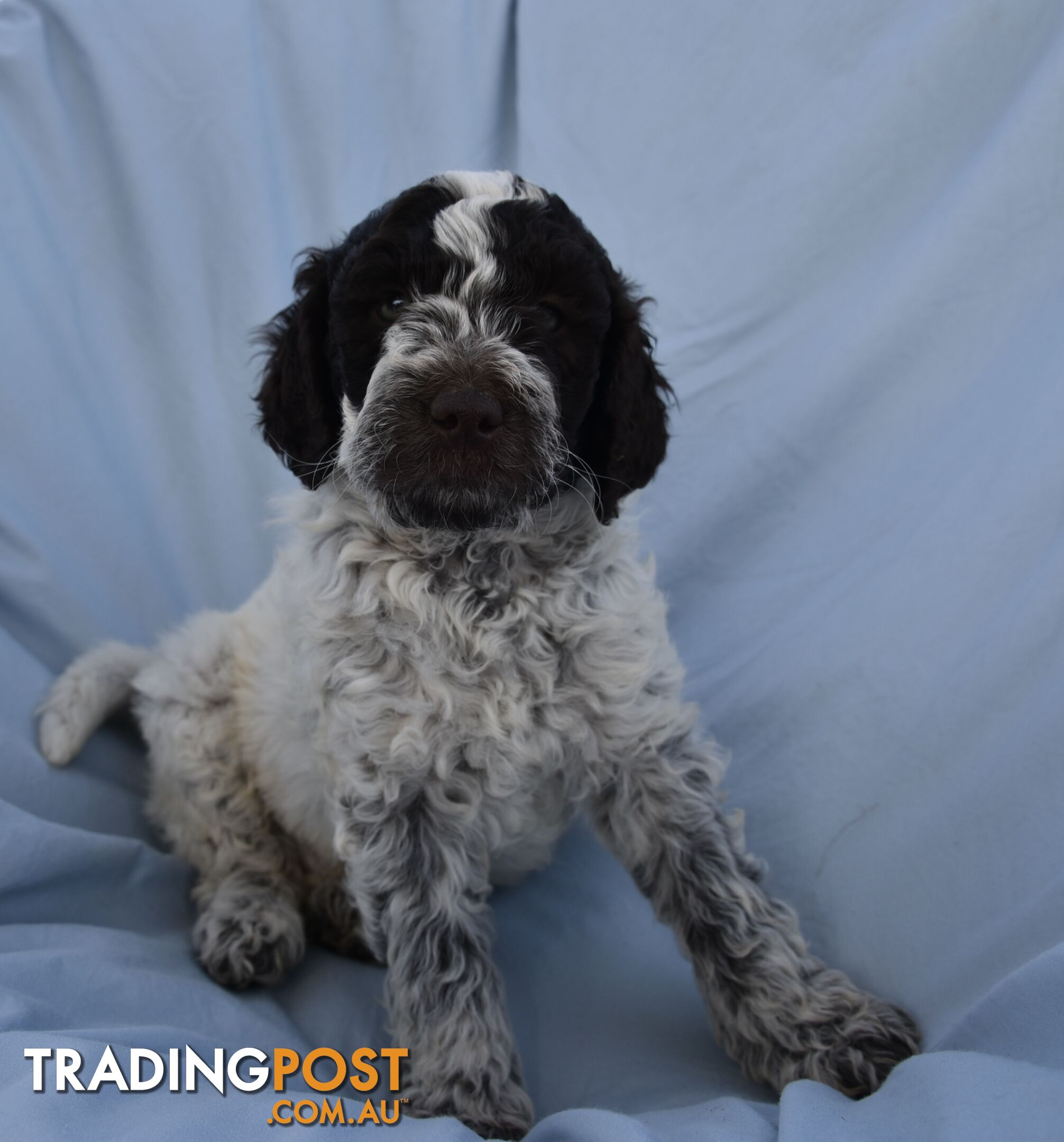 Adorble multi generation Labradoodle puppies