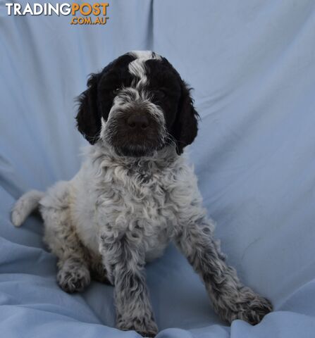 Adorble multi generation Labradoodle puppies