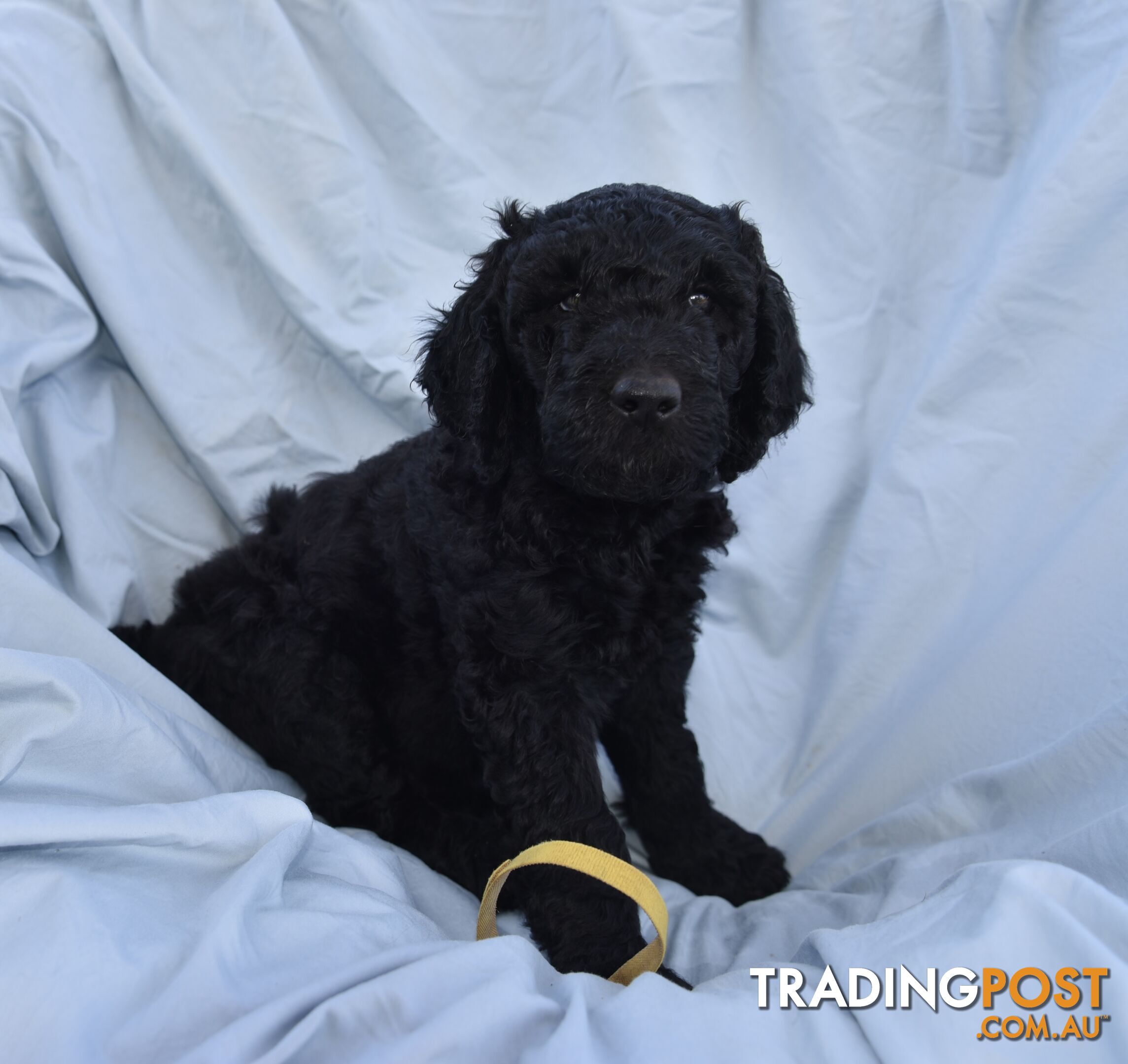 Adorble multi generation Labradoodle puppies