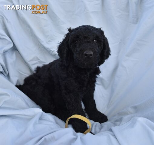 Adorble multi generation Labradoodle puppies