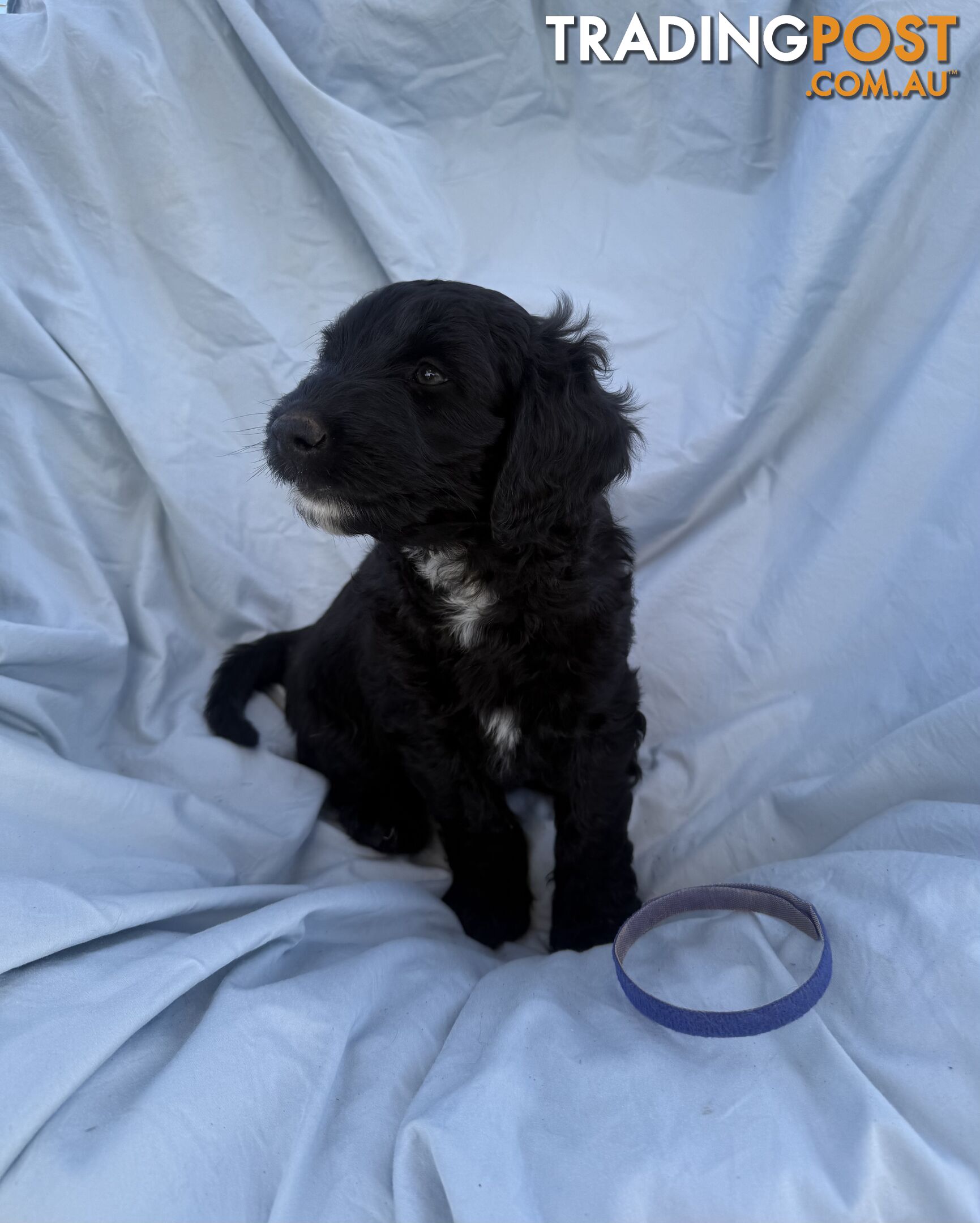 Adorble multi generation Labradoodle puppies