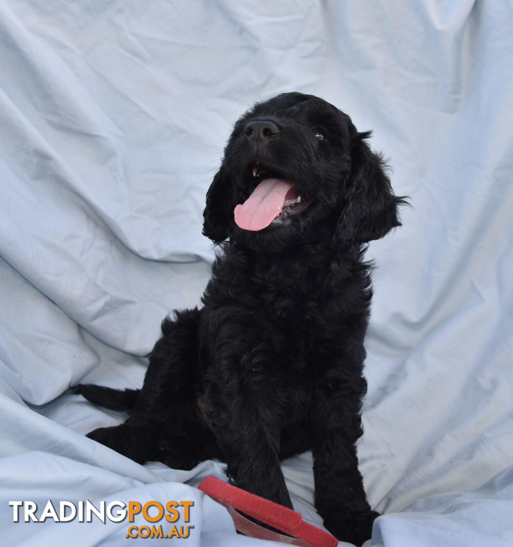 Adorble multi generation Labradoodle puppies