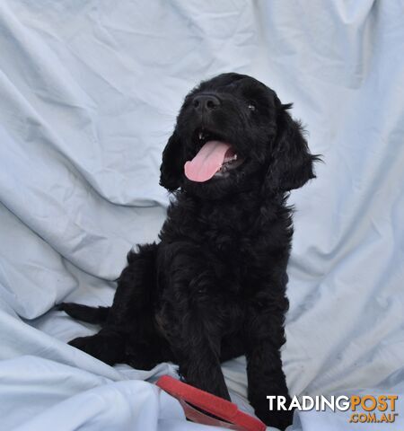 Adorble multi generation Labradoodle puppies