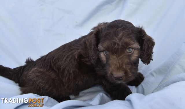 Adorable mini Labradoodle puppies