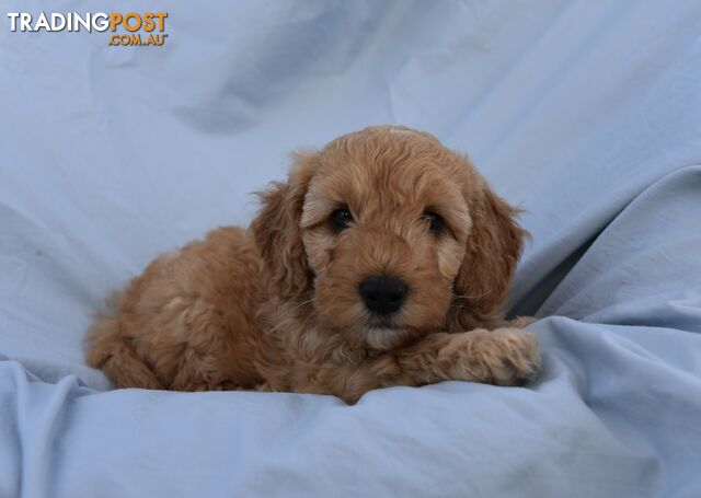 Adorable mini Labradoodle puppies