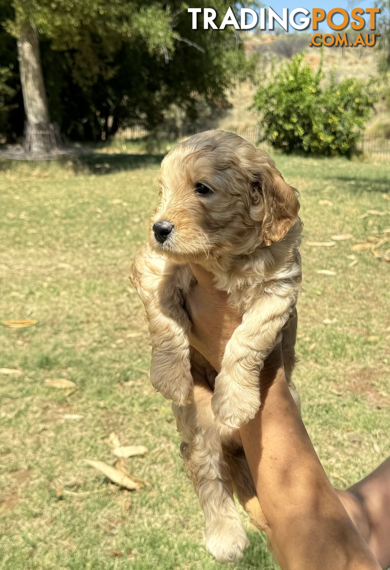 Groodle puppies for sale