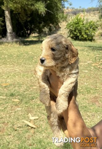 Groodle puppies for sale