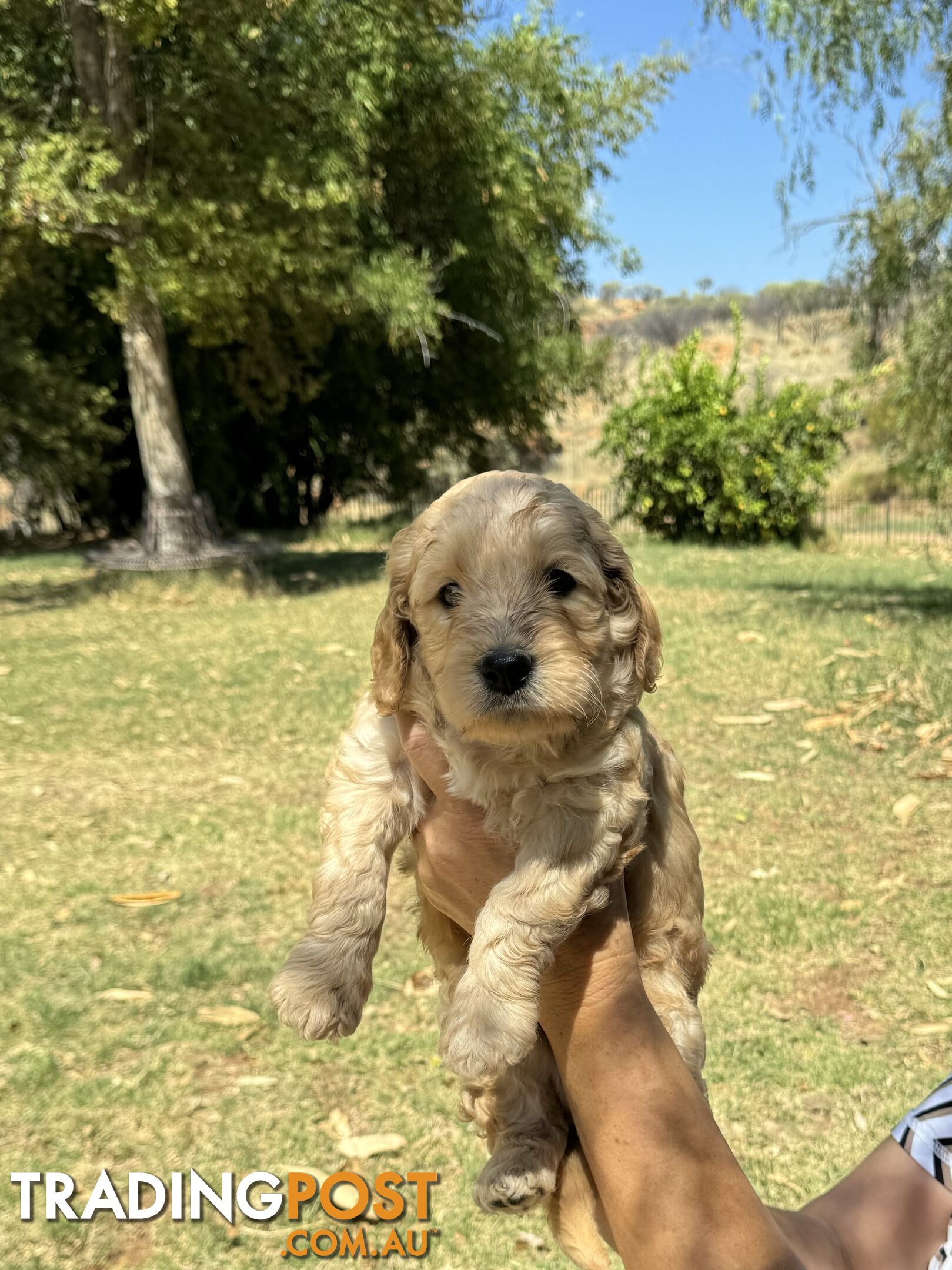 Groodle puppies for sale