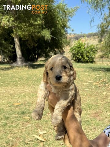 Groodle puppies for sale