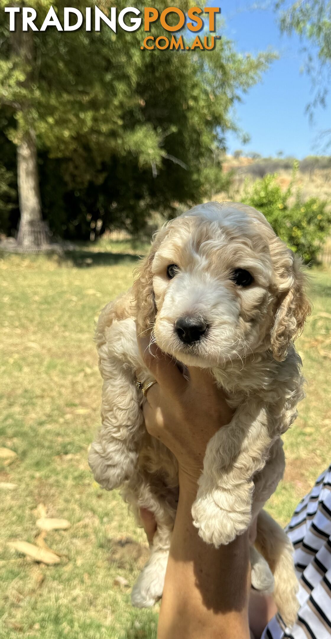 Groodle puppies for sale