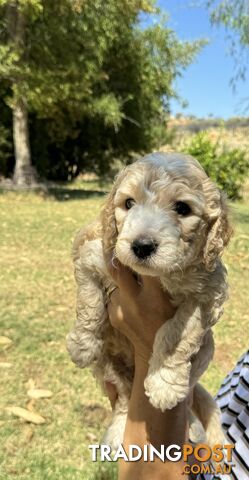 Groodle puppies for sale