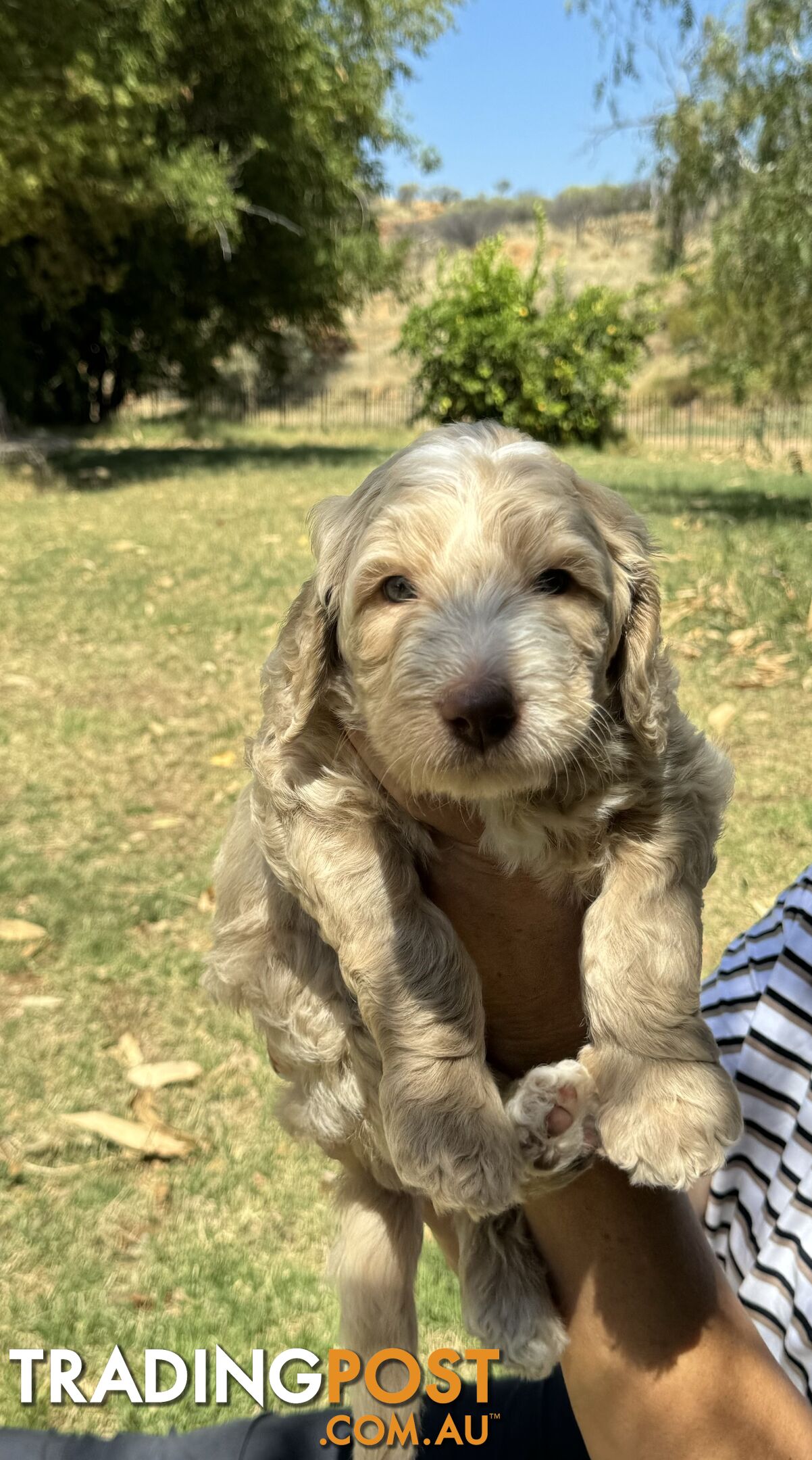 Groodle puppies for sale