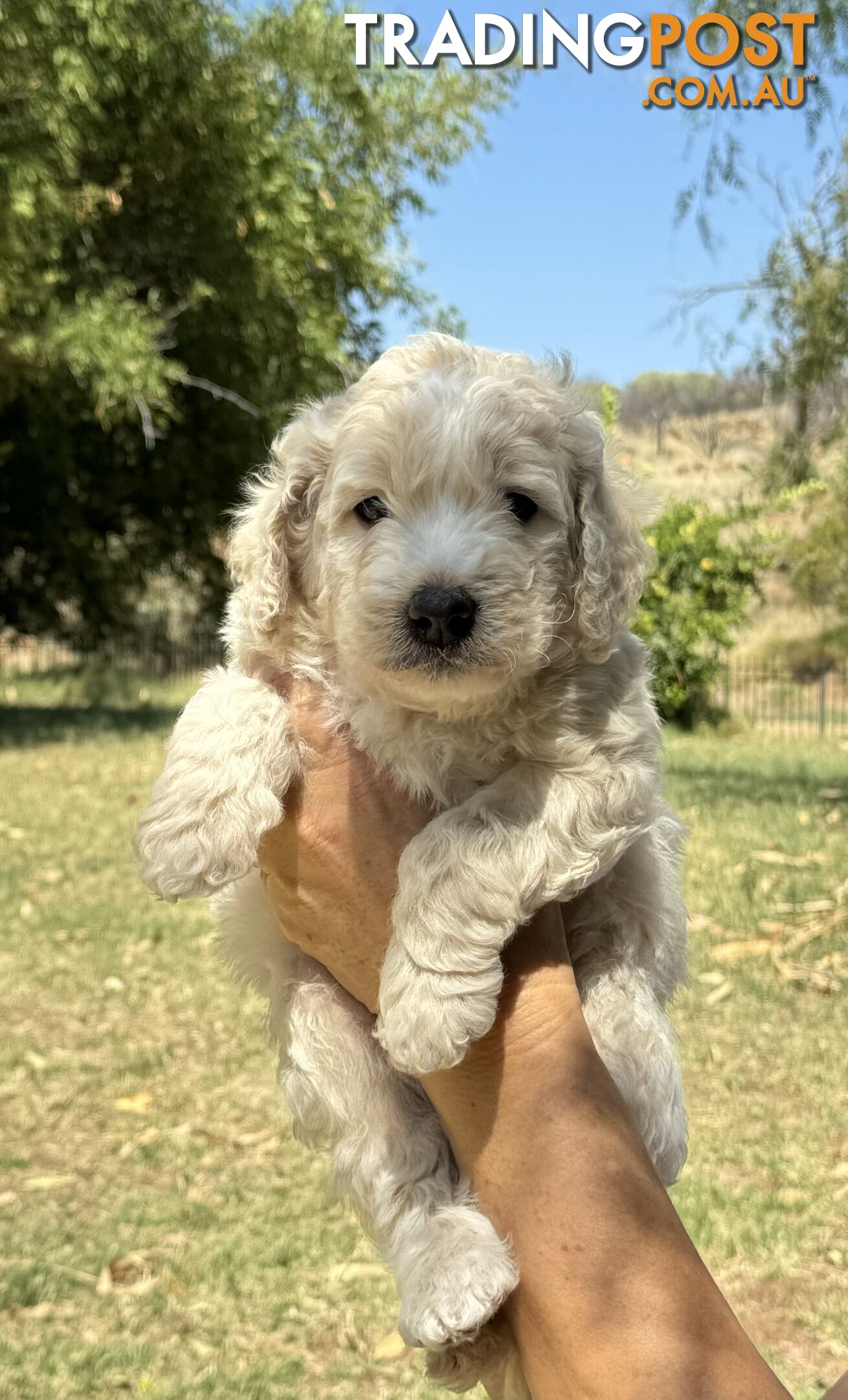 Groodle puppies for sale