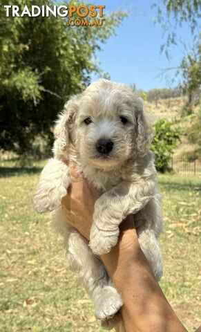 Groodle puppies for sale