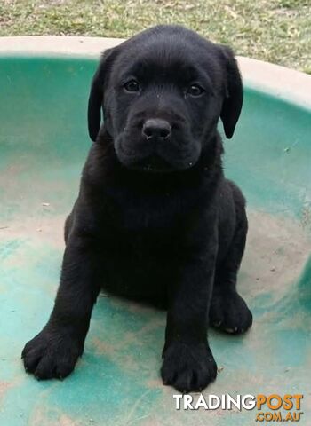 Pure bred Labradors
