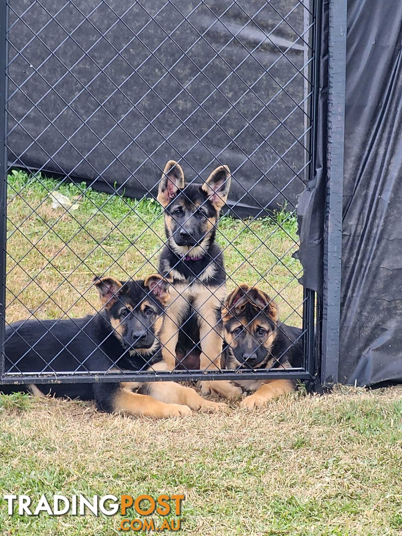 German Shepherd Purebred 1 Male 1 Female Stock Coat pups