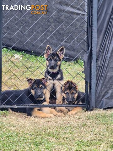 German Shepherd Purebred 1 Male 1 Female Stock Coat pups