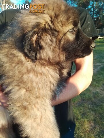 Illyrian Mountain dog/Sarplaninac puppies