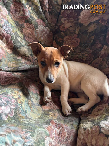 Pure Breed Jack Russell FEMALE Pup