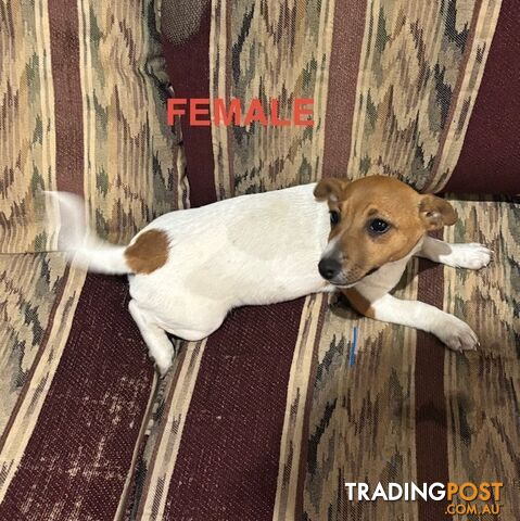 Pure Breed Jack Russell FEMALE Pup
