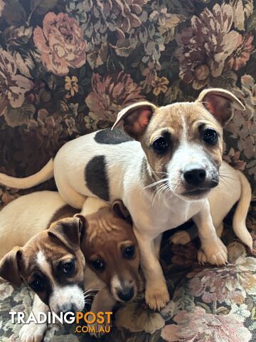 Pure Breed Jack Russell Puppies